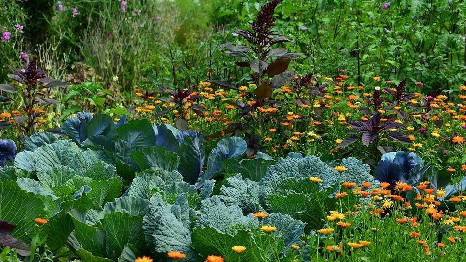 white-cabbage-2521700_960_720|RBPH, Irta